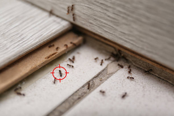 Best Ant Control Services  in Glendale, MS